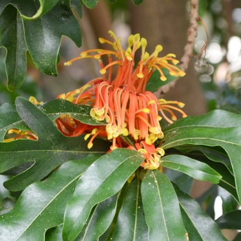 Stenocarpus sinuatus '' (073949)