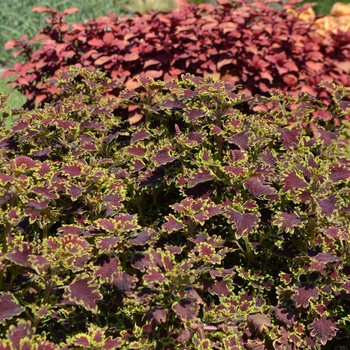 Coleus 'Inky Fingers' 