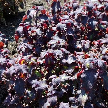 Coleus 'Purple Emperor' 