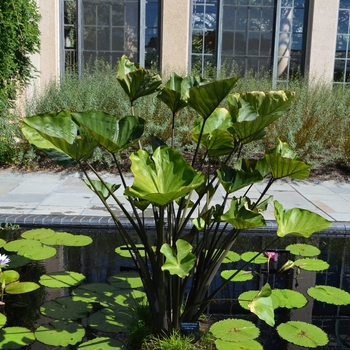 Colocasia esculenta 'Coffee Cups' (073963)