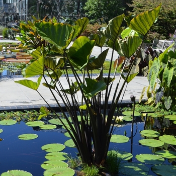 Colocasia esculenta 'Coffee Cups' (073964)