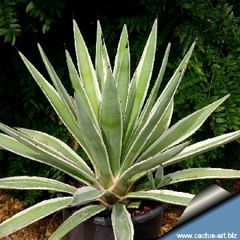 Agave vivipara var. marginata