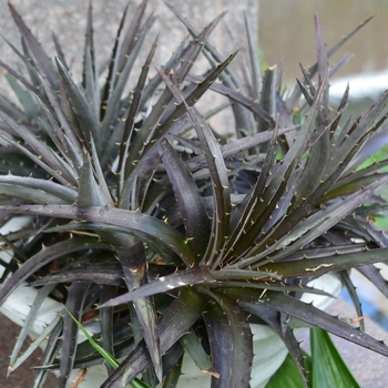 Dyckia 'Burgundy Ice'