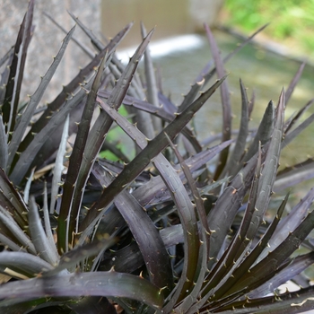 Dyckia 'Burgundy Ice' 