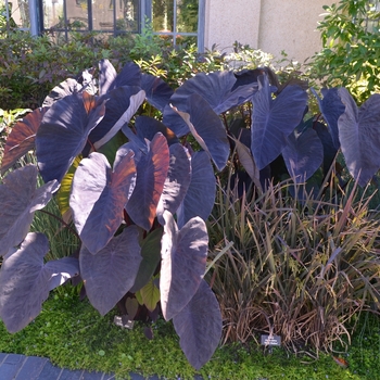 Colocasia esculenta 'Black Magic' 