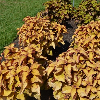 Coleus 'Orange King' 