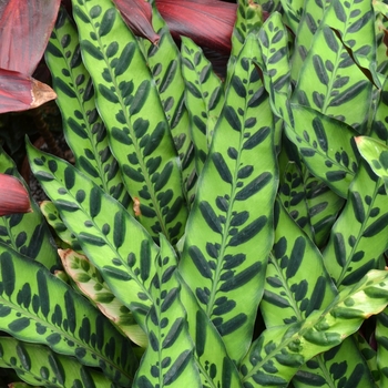 Calathea lancifolia 