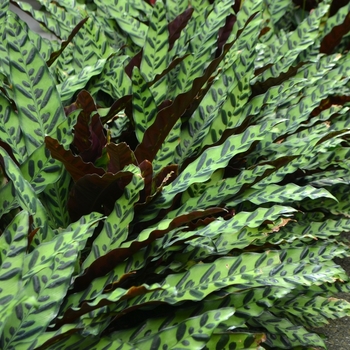 Calathea lancifolia '' (074039)