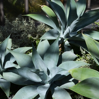 Agave attenuata 'Nova'