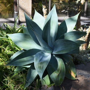 Agave attenuata 'Nova' 