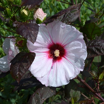 Hibiscus 'Small Wonder' 