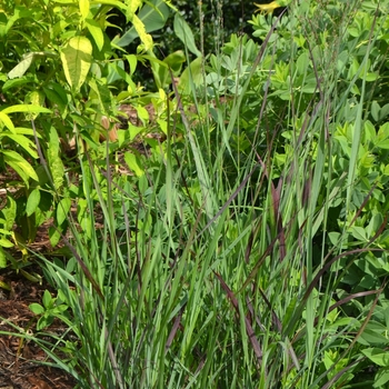 Panicum virgatum 'Ruby Ribbons'