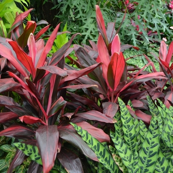 Cordyline fruticosa 'Florida Red'