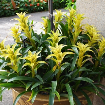 Guzmania 'Marjan' 