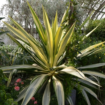 Furcraea foetida 'Mediopicta' 