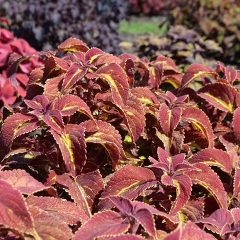 Coleus scutellarioides 'Saturn' US. 14,790 & Can. 1855