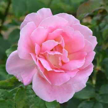 Rosa 'Tiffany'