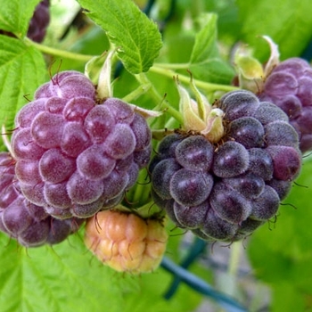 Rubus 'Glencoe' 