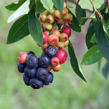 Vaccinium 'Summer Sunset' 