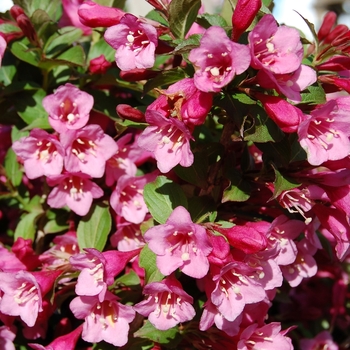 Weigela florida 'Minuet'