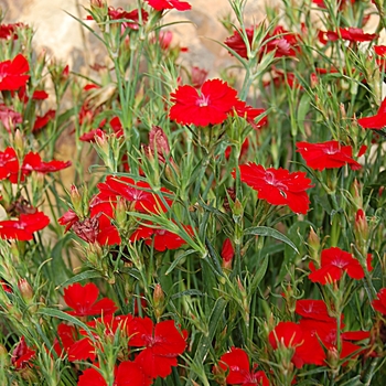 Dianthus 'Scarlet' 