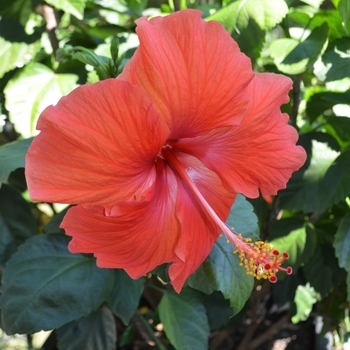 Hibiscus rosa-sinensis