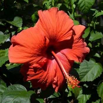 Hibiscus rosa-sinensis 