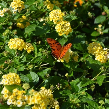 Lantana camara 'Chapel Hill Yellow' PP19548