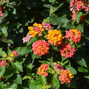 Lantana camara 'Bright Orange'