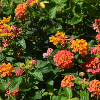 Lantana camara 'Bright Orange' PP19548