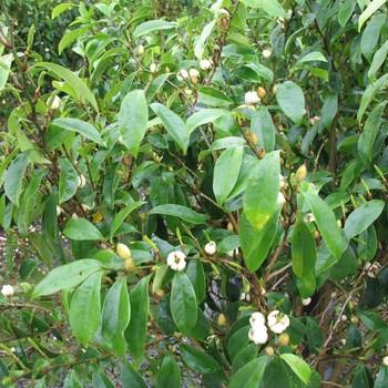 Michelia skinneriana