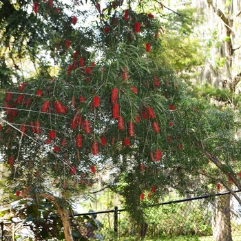 Callistemon comboynensis 