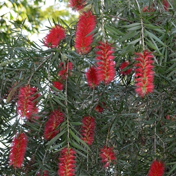 Callistemon comboynensis