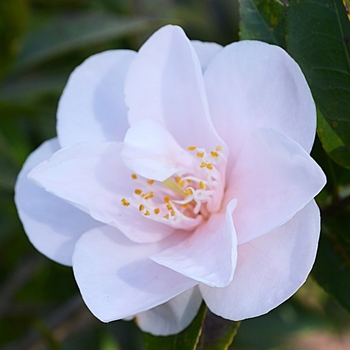 Camellia 'Spring Mist' 