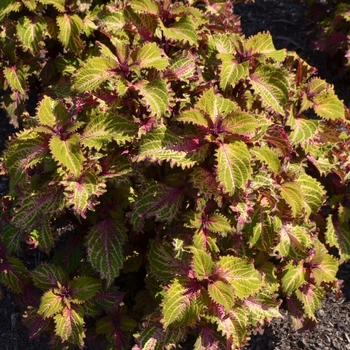 Coleus 'Peter Wonder' 