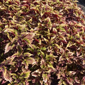 Coleus 'Roaring Fire' 