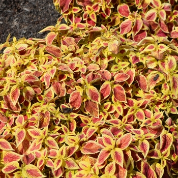 Coleus 'Scarlet' 