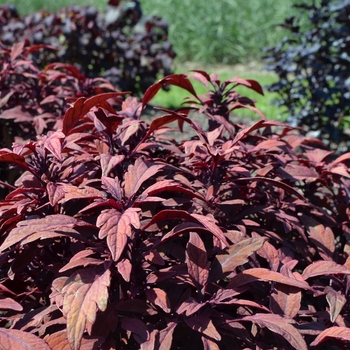 Coleus scutellarioides 'Velvet Mocha®' 