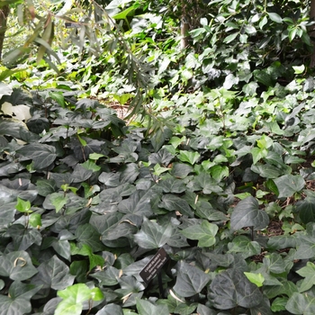 Hedera caneriensis