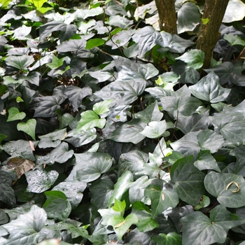 Hedera caneriensis 