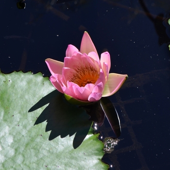 Nymphaea 'Afterglow' 