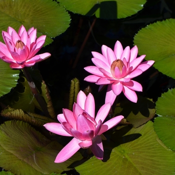 Nymphaea 'Shirley Byrne'