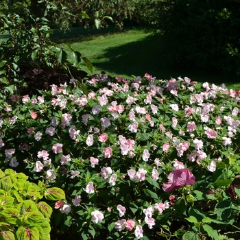 Impatiens SunPatiens® Blush Pink