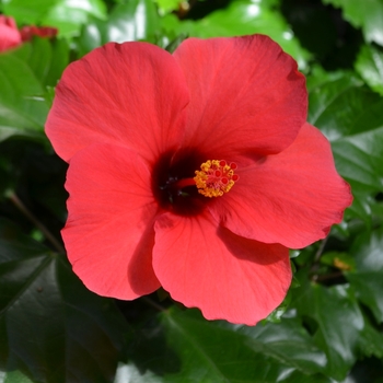 Hibiscus rosa-sinensis 'Pink Versicolor'