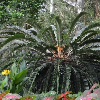 Encephalartos woodii