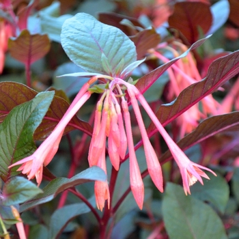 Fuchsia 'Salmon Pink' 