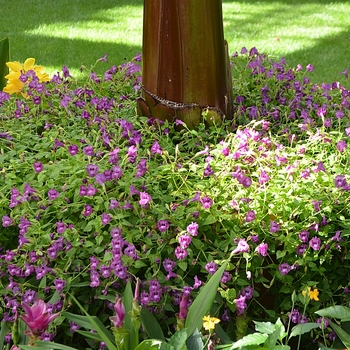 Torenia Summer Wave® 'Amethyst' (074248)