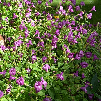 Torenia 'Amethyst' 