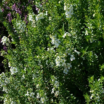 Angelonia angustifolia Archangel™ '' (074251)