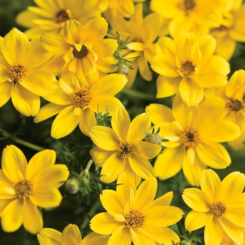 Bidens ferulifolia 'Goldilocks Rocks®'